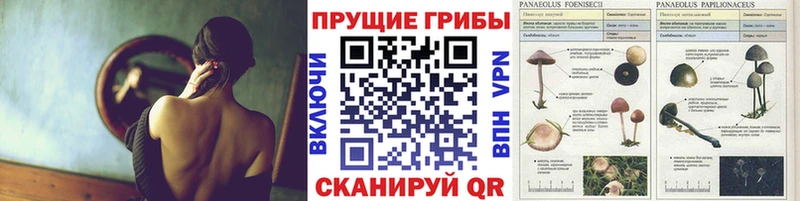 Галлюциногенные грибы Psilocybine cubensis  что такое   нарко площадка клад  Дмитров 